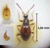 Euconnus rutilipennis